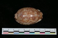 藏品(阿拉伯寶螺)的圖片